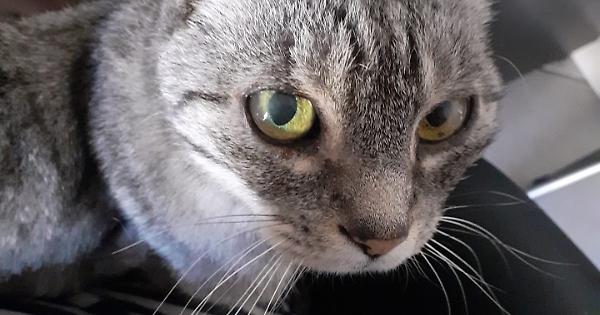Il gatto dell’attivista No Tav intercettato dalla Procura: si scambiavano coccole in camera… – Giornale La Voce