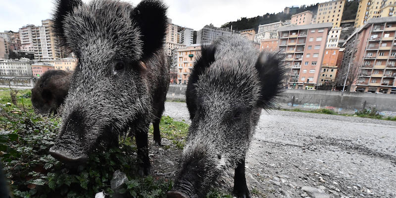 L’emendamento che permetterà l’uccisione degli animali selvatici nelle città italiane – Il Post