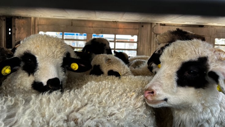 Il viaggio dell’orrore di 700 agnellini destinati alle tavole di Pasqua: affamati, ammassati e soppressi – la Repubblica